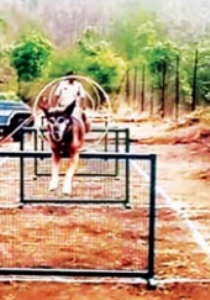 मध्य प्रदेशात या स्निफर कुत्र्याने वन्यजीव गुन्हेगारीची 51 प्रकरणे उघडकीस आणली